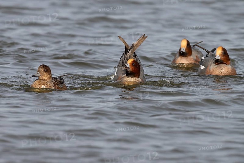 European wigeon (Mareca penelope), Texel, Netherlands