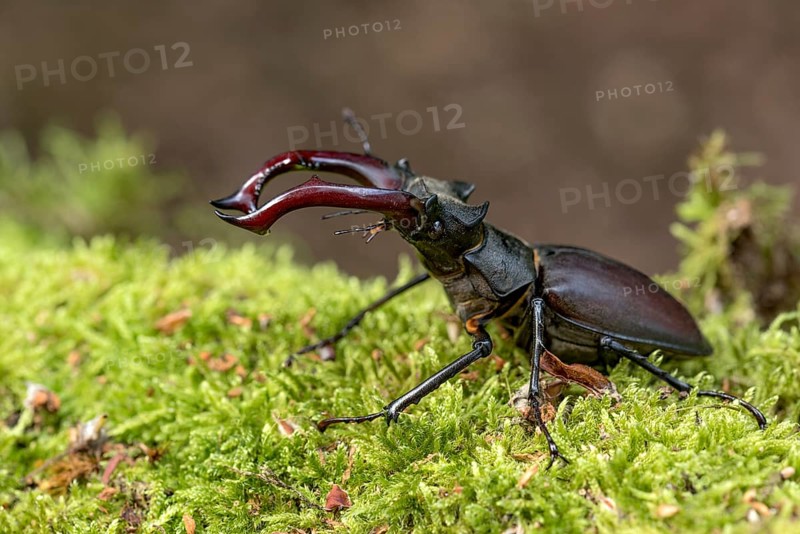 Stag beetle (Lucanus cervus), horned beetle, fire beetle, male with large mandibles, upper jaw, antlers, in the forest on moss on a tree stump, endangered species, species protection, nature conservation, rare, Raumertswald, Vogelsberg Volcanic Region nature park Park, Nidda, Wetterau, Hesse, Germany, Europe