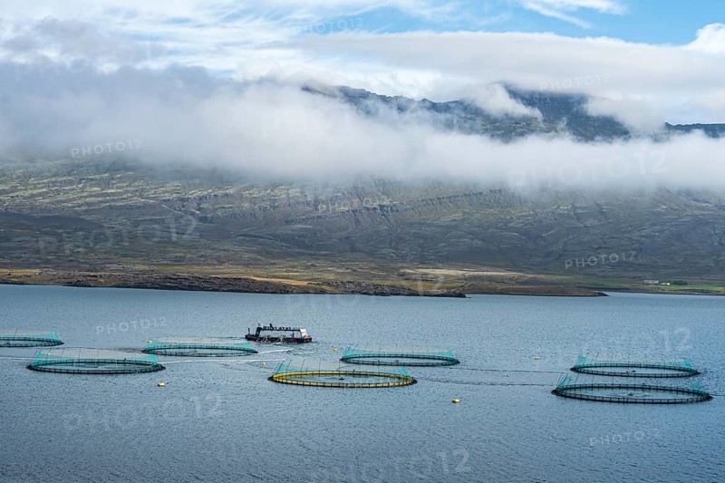 Salmon farm in the fjord at Djupivogur, East Fjords, Iceland, Europe