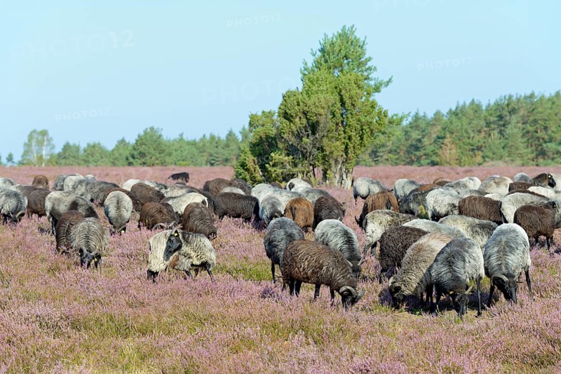 Heidschnucken (Ovis aries), herd in the blooming heathland, Südheide Nature Park, Lüneburg Heath, Lower Saxony, Germany, Europe