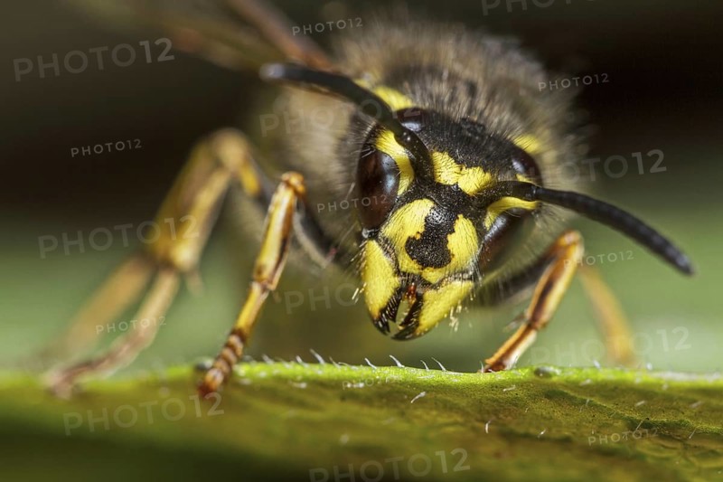 Common wasp (Vespula vulgaris) queen on leaf close up