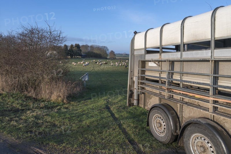 Double-decker transport trailer for sheep, behind the flock of sheep on the pasture, Mecklenburg-Vorpommern, Germany, Europe