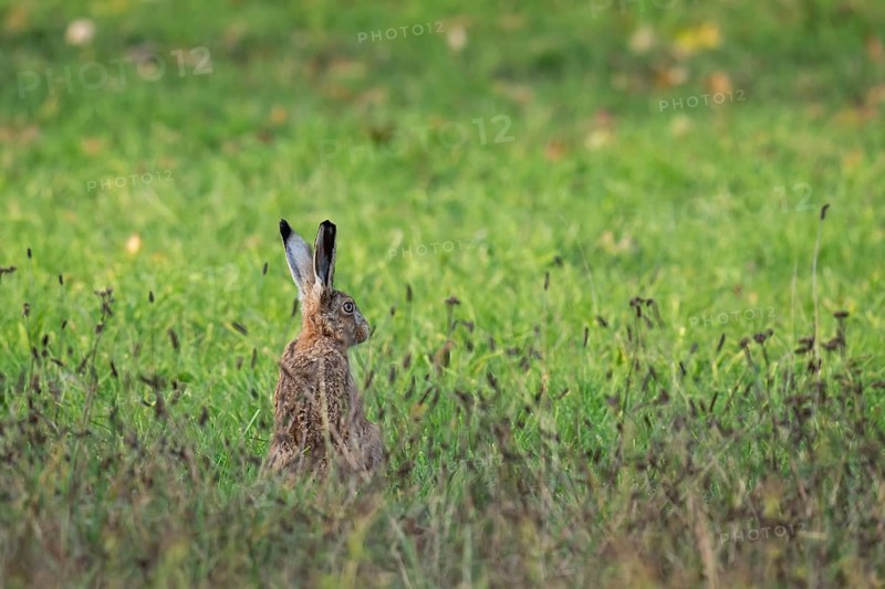 European hare (Lepus europaeus) in tall grass, Rosensteinpark, Stuttgart, Baden-Württemberg, Germany, Europe