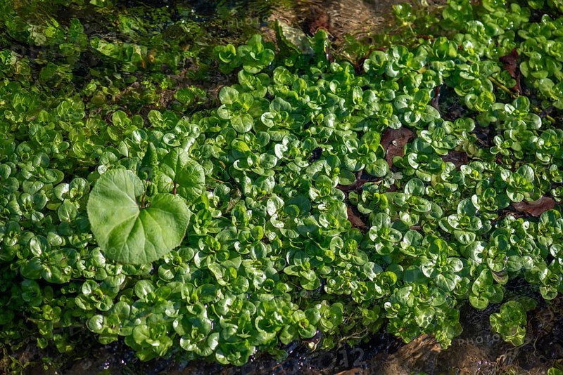 Watercress (Nasturtium officinale) and flowering butterbur (Petasites hybridus) in a stream, Bavaria, Germany, Europe