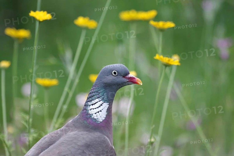 Common wood pigeon (Columba palumbus), portrait, bird, flowers, portrait of a pigeon with yellow flowers in the background