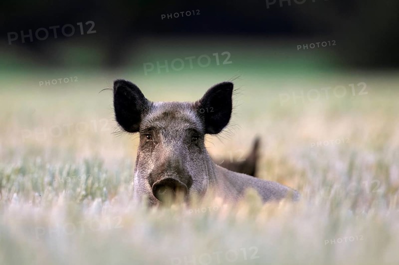 Two wild boars (Sus scrofa) sow, female foraging in wheat field, cornfield in summer