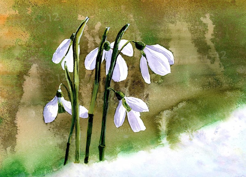 Watercolour painting of snowdrops (Galanthus), background green in various shades, foreground snow
