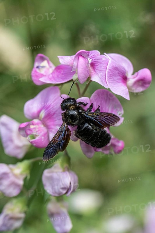 Violet carpenter bee (Xylocopa violacea) on broad-leaved pea (Lathyrus latifolius), Rhineland-Palatinate, Germany, Europe