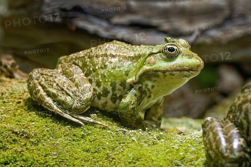 Sea frog (Pelophylax ridibundus), order of frogs in the family of true frogs, captive, occurring in and near water bodies