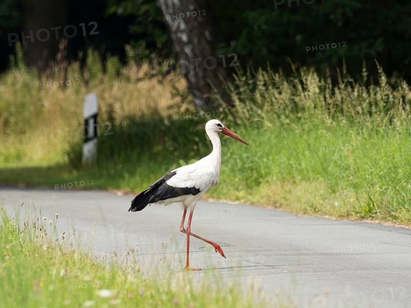 White stork (Ciconia ciconia) crossing a road from one meadow to another in search of frogs and mice, North Rhine-Westphalia, Germany, Europe