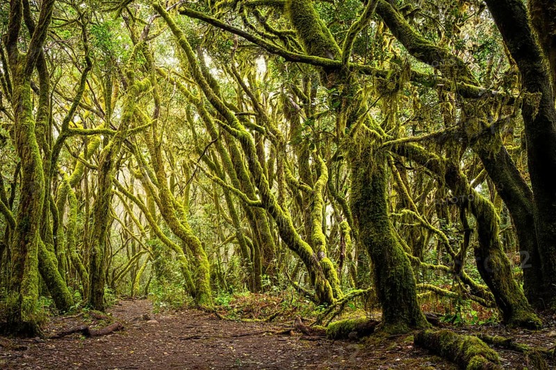 Hiking trail in the laurel forest. Trees with moss and lichen. Garajonay National Park, La Gomera, Canary Islands, Spain, Europe