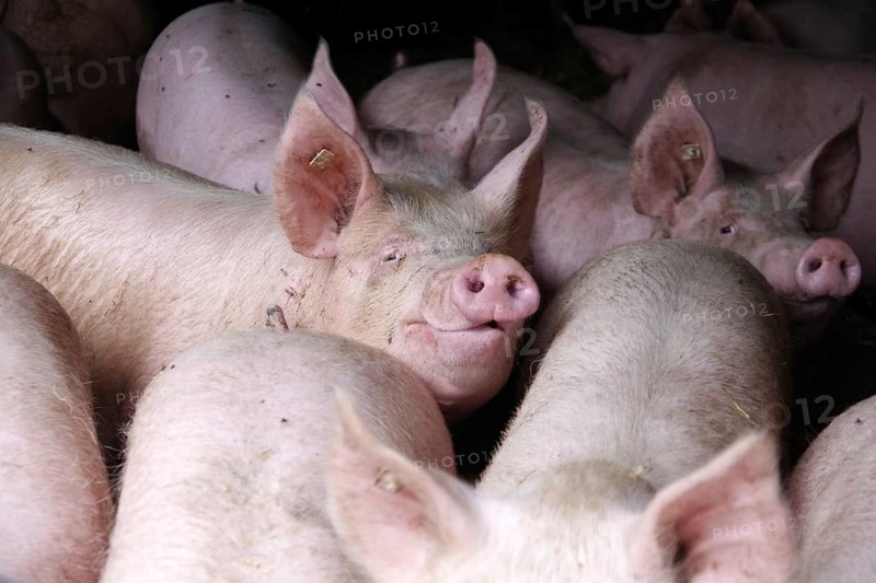 Domestic pig (Sus scrofa domesticus), pigsty, looking, Germany, The pigs can move freely in the sty, Europe
