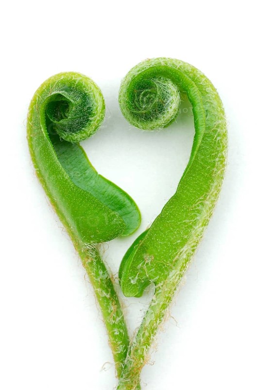 Asplenium scolopendriumunrolling leaves (Phyllitis scolopendrium, Asplenium scolopendrium) () , deer tongue, heart-shaped, heart