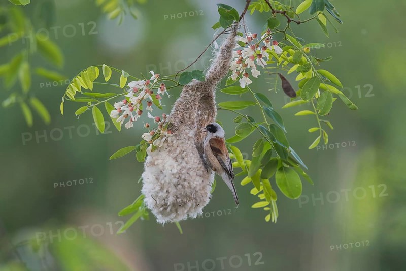 Eurasian Penduline Tit (Remiz pendulinus) builds nest in blooming Black locust (Robinia pseudoacacia), Burgenland, Austria, Europe