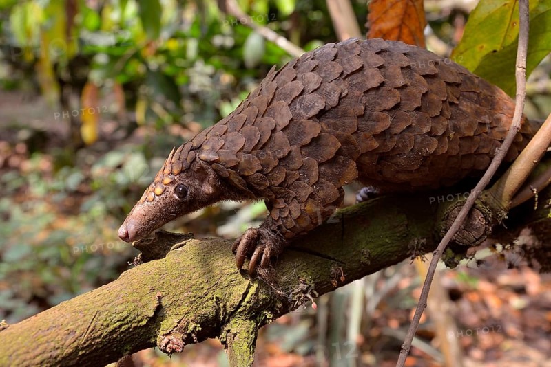 Long-tailed pangolin (Phataginus tetradactyla), Mangamba, Littoral Province, Cameroon, Africa