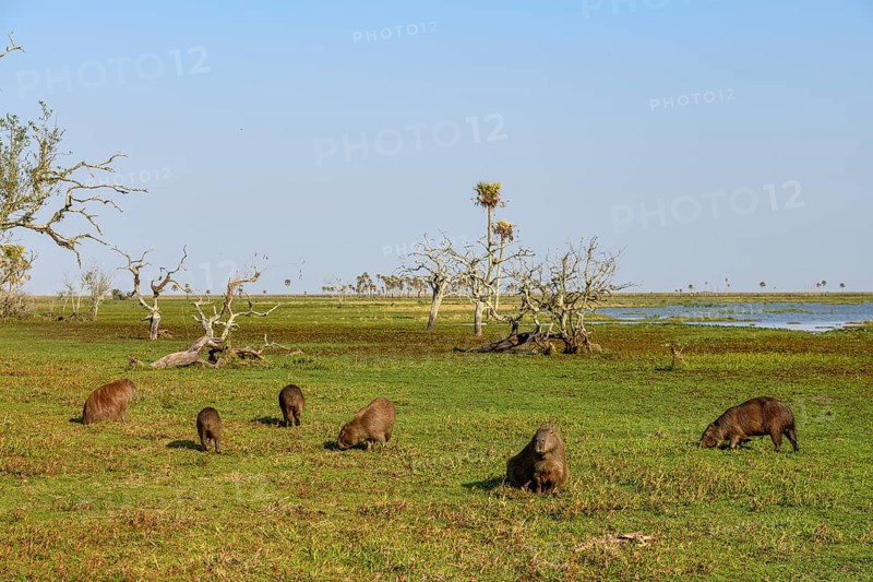 Capybaras (Hydrochoerus hydrochaeris), Estancia El Socorro, near Colonia Carlos Pellegrini, Esteros del Iberá, Province of Corrientes, Argentina, South America