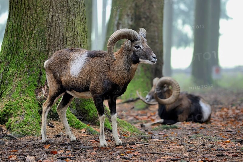 European mouflon (Ovis orientalis musimon), captive, Bavaria, Germany, Europe