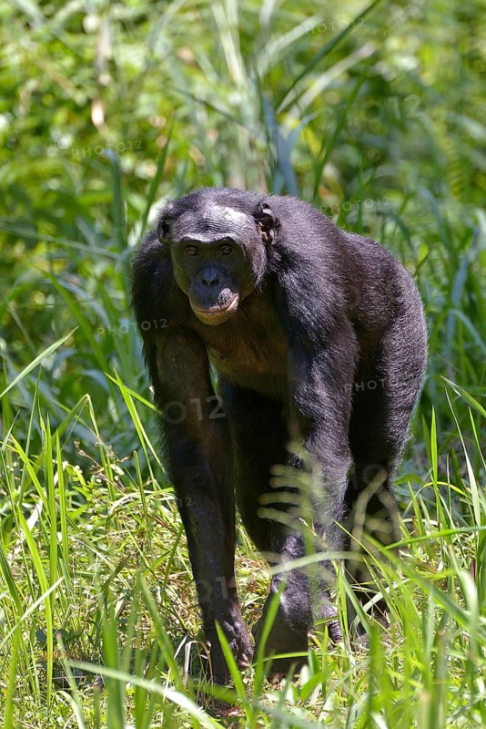 Bonobo (Pan paniscus), Lola ya Bonobo Sanctuary, Kimwenza, Mont Ngafula, Kinshasa, Democratic Republic of the Congo
