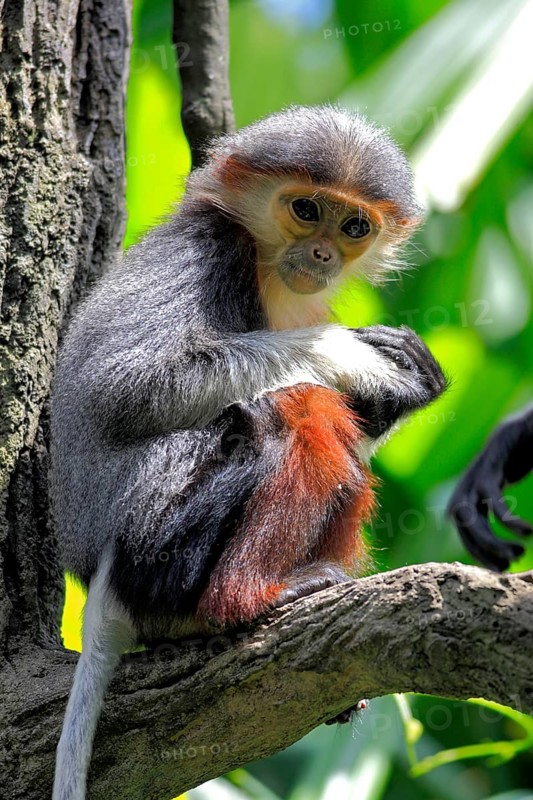 Red-shanked Douc (Pygathrix nemaeus) Langur, young