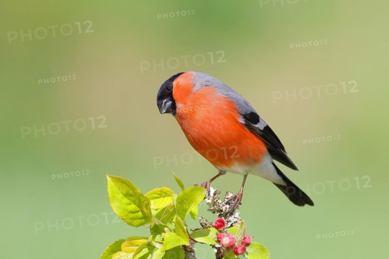 Eurasian bullfinch (Pyrrhula pyrrhula) male sitting on a branch with apple blossoms, bullfinch, songbird, birds, wildlife, Siegerland, North Rhine-Westphalia, Germany, Europe