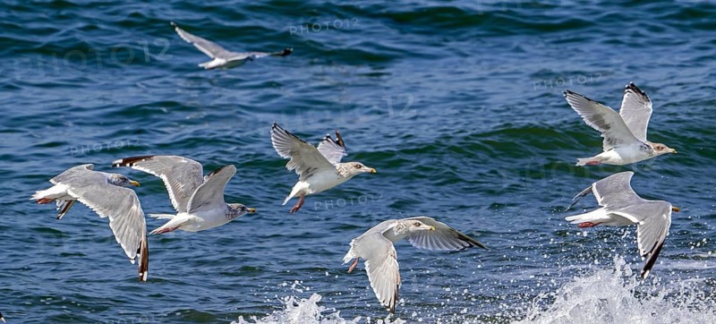 European herring gulls (Larus argentatus) flock of adults in winter plumage flying along the North Sea coast in late summer, autumn