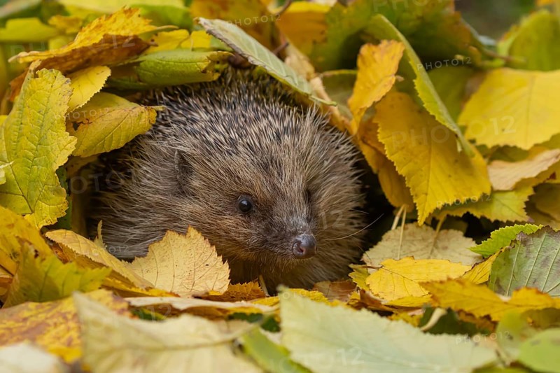 European hedgehog (Erinaceus europaeus) adult animal emerging from a pile of autumnal leaves in the autumn, England, United Kingdom, Europe