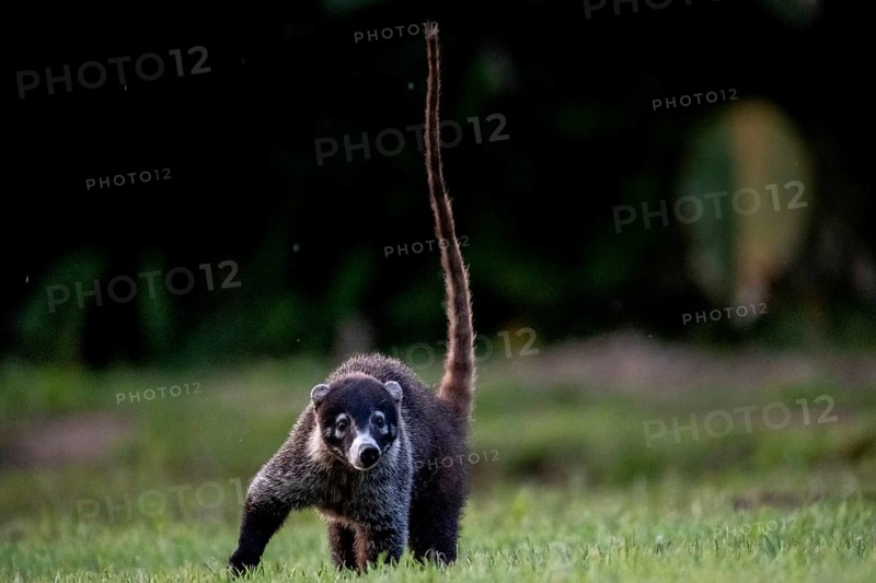 White-tailed coati (Nasua narica), adult, tail in the air, in a meadow, looking into the camera, Sirena, Corcovado National Park, Osa, Puntarena Province, Costa Rica, Central America