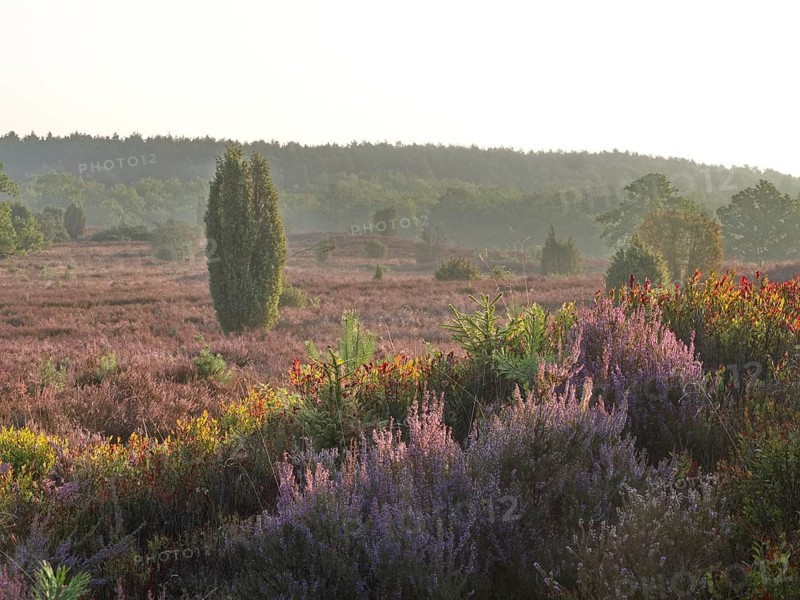 Heath blossom in the early morning in the Lüneburg Heath nature Park. The landscape in the heath nature reserves blossoms in purple to violet hues in late summer, Fürstengrab, Niederhaverbeck, Lower Saxony, Germany, Europe