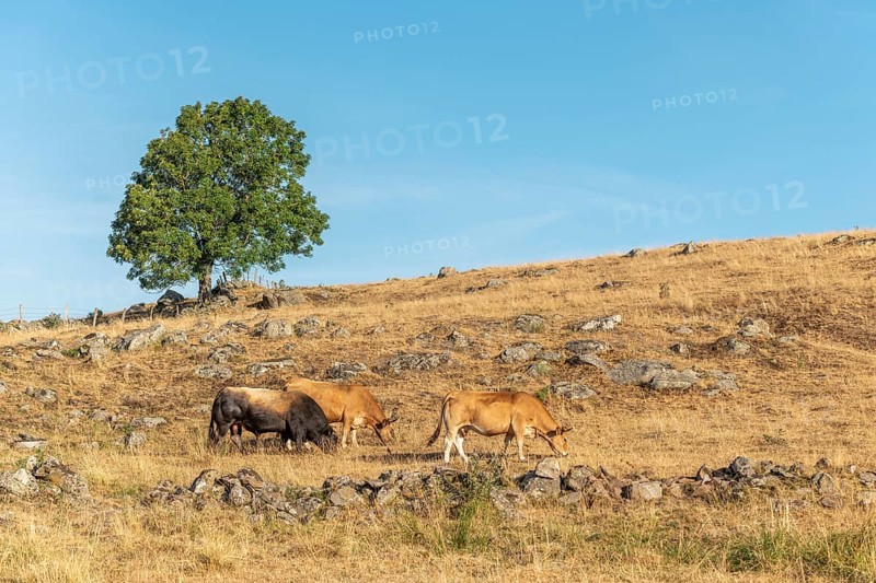 Bull and Aubrac cows in a dry pasture in summer. Aubrac, France, Europe