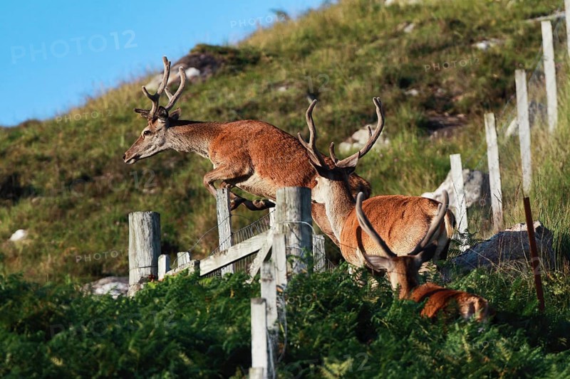Red deer jumping over fence, Scotland, Great Britain