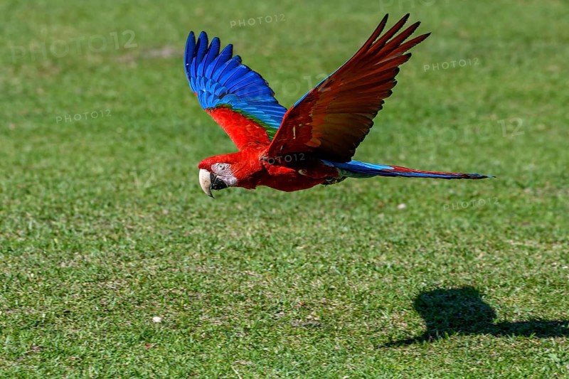 Red-and-green macaw (Ara chloroptera) in flight, Cambyretá, Esteros del Iberá, Corrientes Province, Argentina, South America