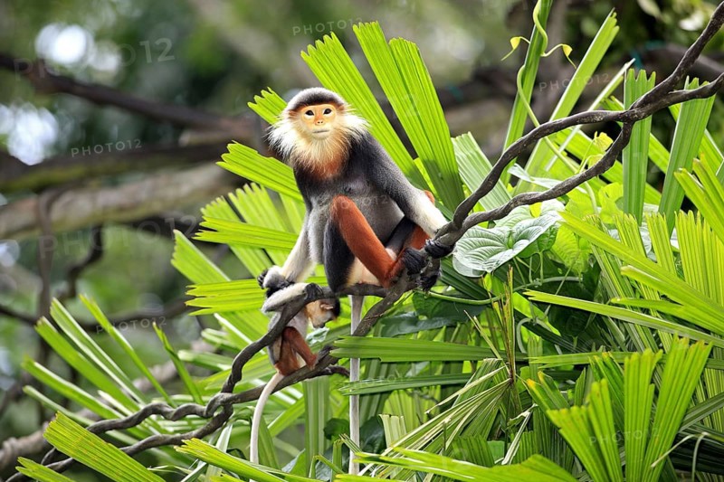 Red-shanked Douc (Pygathrix nemaeus) Langurs, female with young