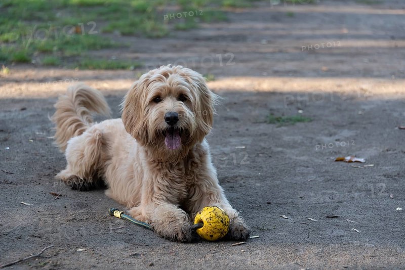 Dog with yellow labradoodle (Mini Goldendoodle), mixed breed of Golden Retriever and Miniature Poodle, Germany, Europe