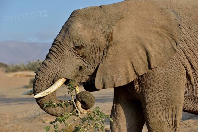 Desert elephant, African elephant (Loxodonta africana) feeding, dry riverbed of the Huab, Damaraland, Namibia, Africa