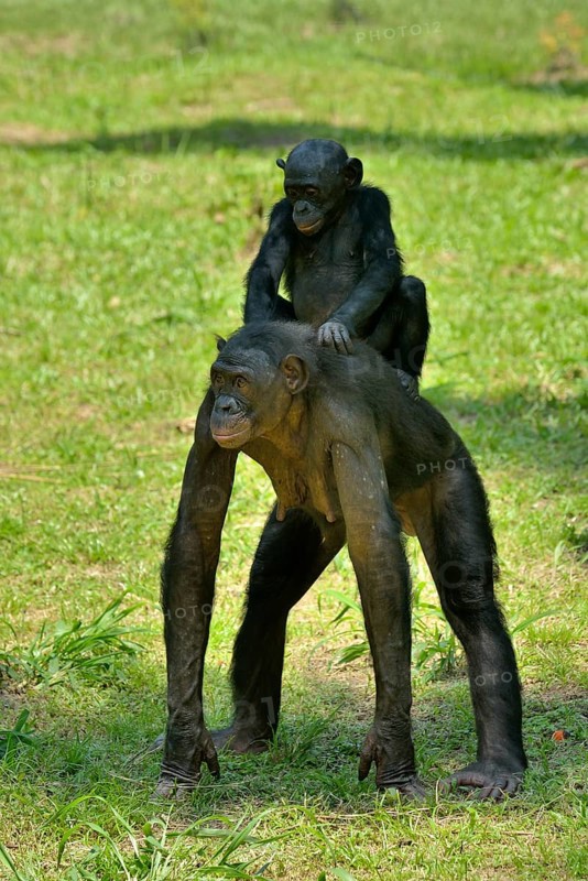 Bonobo (Pan paniscus), female with young on her back, Lola ya Bonobo Sanctuary, Kimwenza, Mont Ngafula, Kinshasa, Democratic Republic of the Congo