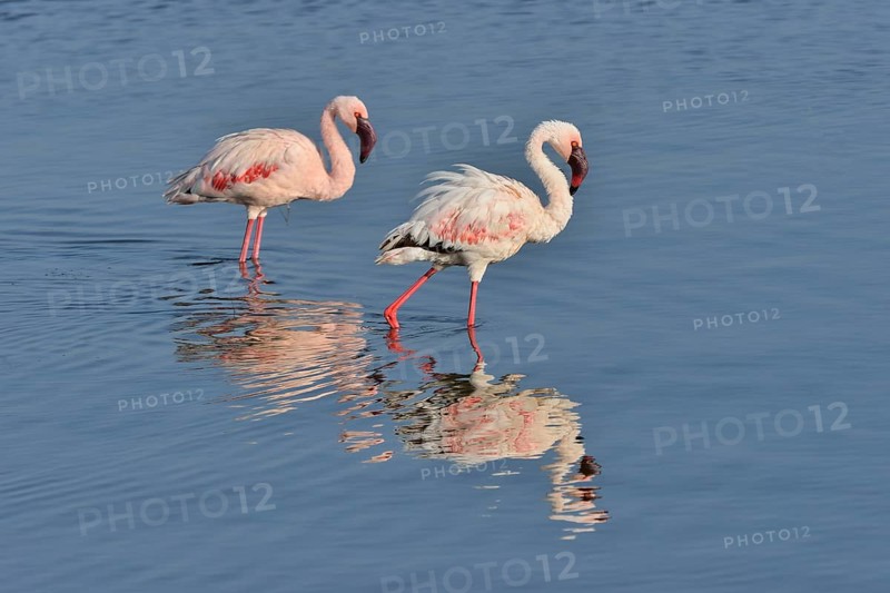 Lesser Flamingo (Phoenicopterus minor), two flamingoes wading in Lake Nakuru, Lake Nakuru National Park, near Nakuru, Rift Valley Province, Kenya, Africa