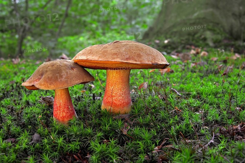 Dotted stem bolete (Boletus luridiformis)