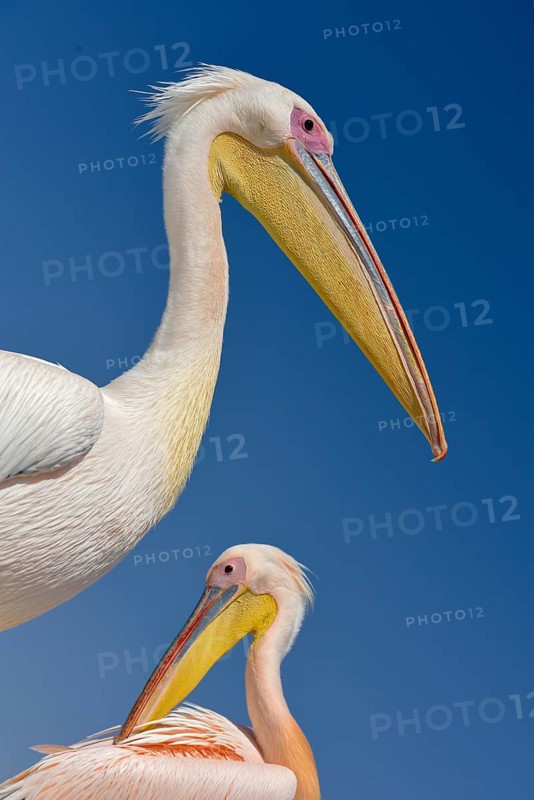 Great white pelicans (Pelecanus onocrotalus) at Pelican Point, Walfish Bay, Erongo region, Namibia, Africa
