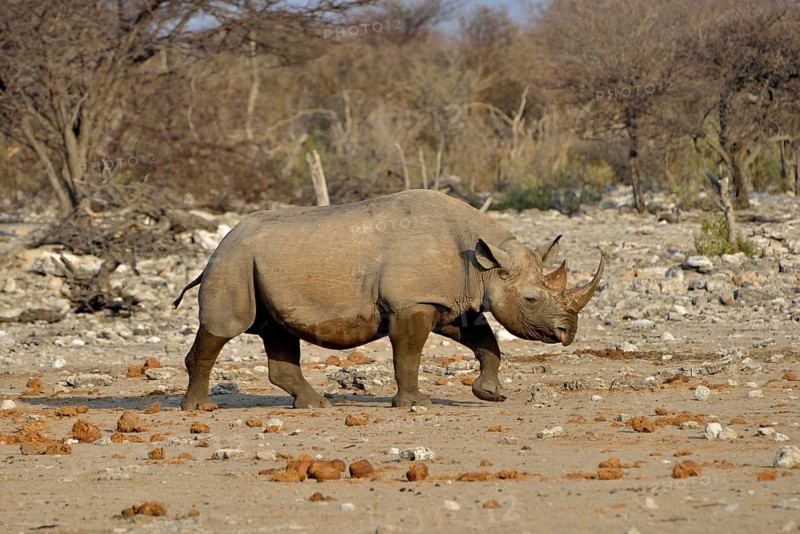 Hook-lipped rhinoceros or Black rhinoceros (Diceros bicornis), Chudop, Etosha National Park, Namibia, Africa