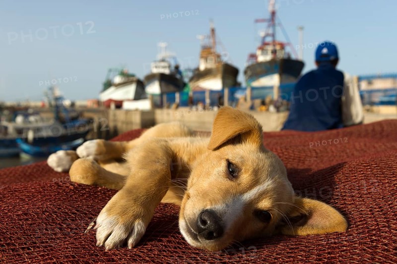 Morocco, Young dog at the harbour in Essaouira, Africa