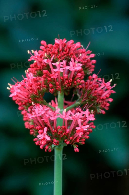 Red list of latin and greek words commonly used in systematic names (Centranthus red valerian (Centranthus ruber) (Centranthus rubra), Spurwort, Jupiter's Beard