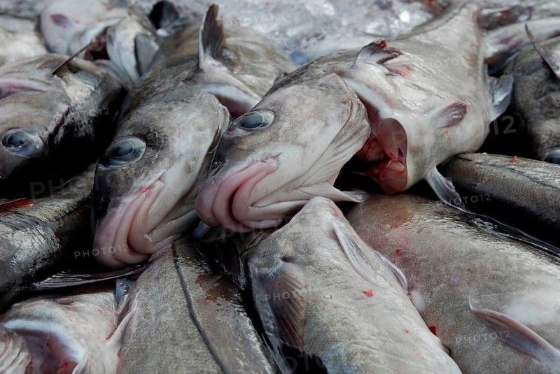 Freshly caught and gutted Atlantic cod (Gadus morhua), Cod, Iceland, Europe