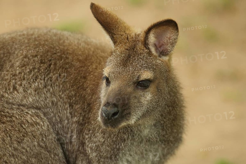 Red-necked wallaby (Macropus rufogriseus), portrait, wallabies, wallabia, wallaby, kangaroos, marsupial mammals (Marsupialia), marsupial, captive