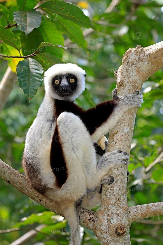 Coquerel's sifaka (Propithecus verreauxi coquereli), Madagascar, Africa