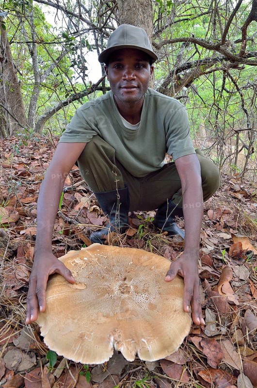 Man presenting giant mushroom Termitomyces titanicus, largest agaric, edible mushroom, Kasanka National Park, Serenje District, Zambia, Africa
