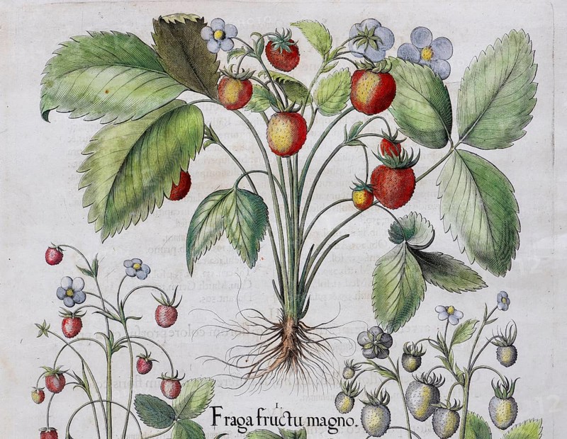Strawberries (Fragaria), hand-coloured copper engraving by Basilius Besler, from Hortus Eystettensis, 1613