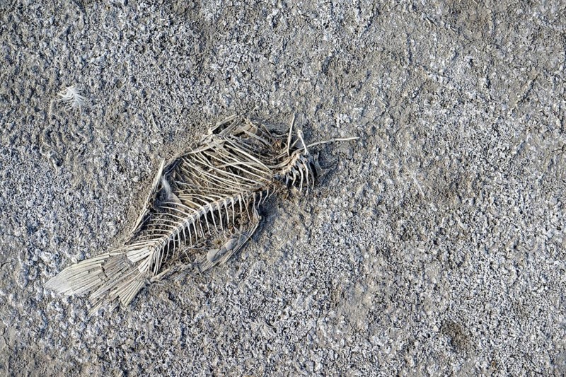 Dead fish, heavily dried out Darscho or Warmsee, Lake Neusiedl-Seewinkel National Park, Burgenland, Austria, Europe