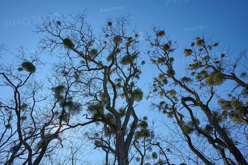 Poplar tree with Mistletoe (Viscum album), Spessart, Franconia, Bavaria, Germany, Europe
