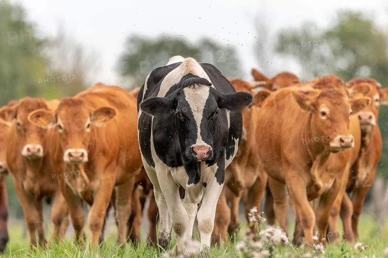 Herd of cows in pasture at end of summer. Alsace, France, Europe