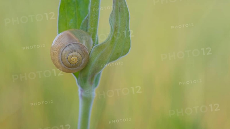 Close-up, Carthusian snail (Monacha cartusiana), Neustadt am Rübenberge, Germany, Europe